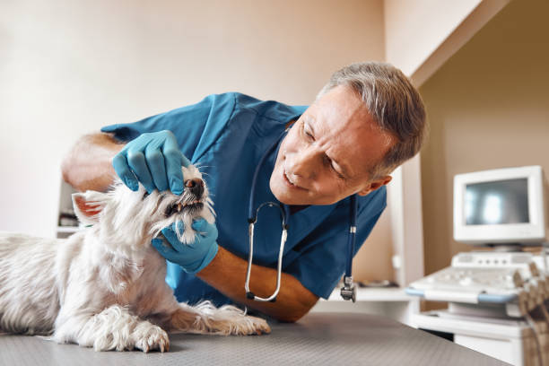 Best Urgent Care for Lost Fillings or Crowns in Belterra, TX